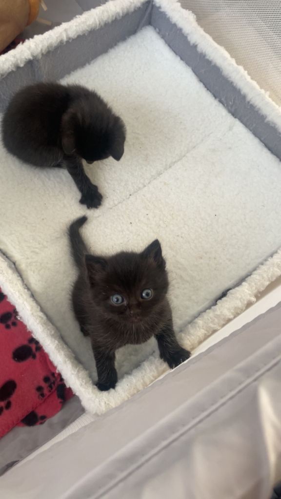 Half British shorthair kittens 