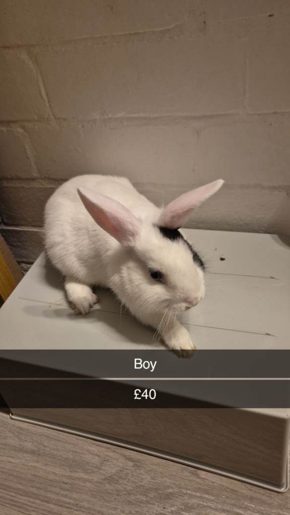Beautiful Baby Lionhead Bunny Rabbits 