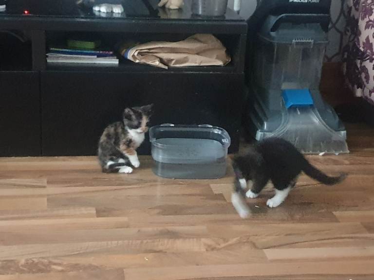 2 kittens 8 week old