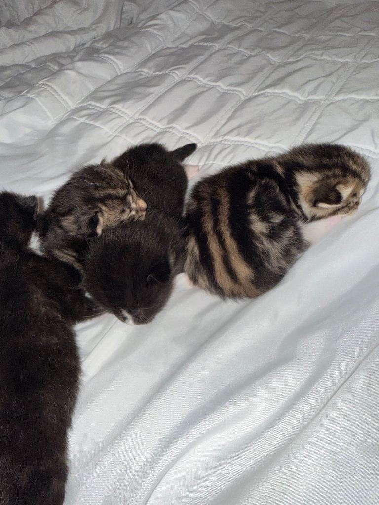 🐾 Exceptional Turkish Angora x Kittens – Raised with Love in Belper