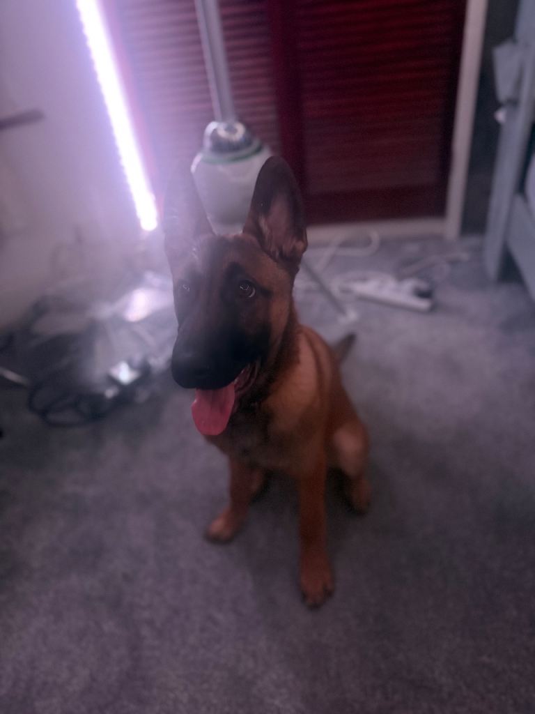 Belgian Malinois