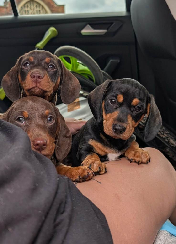 READY TO GO! Mini dachshund puppies