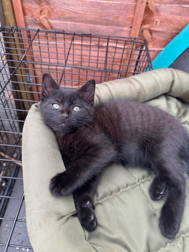 2 Adorable Kittens Ready Now – £100 Each (Chingford)