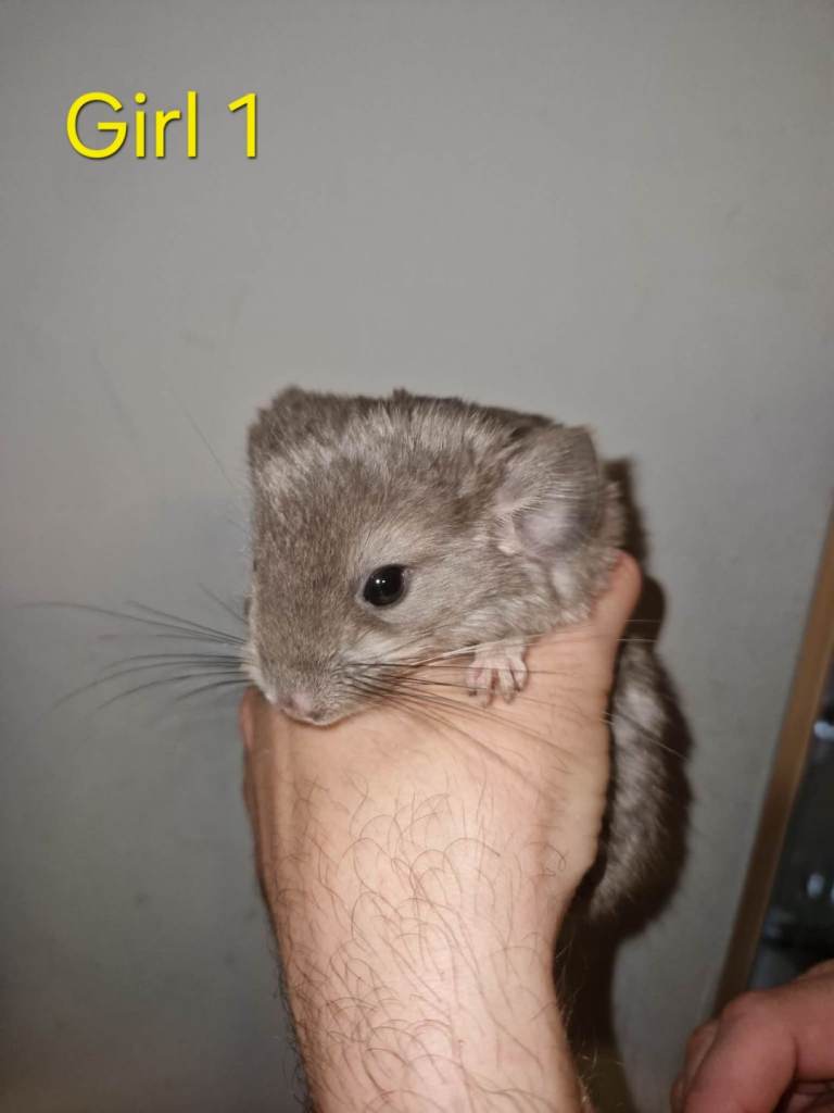 1 Female Standard Chinchilla Kit Left