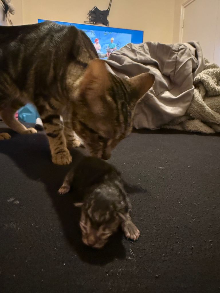 1 week old 1/4 bengal kittens 