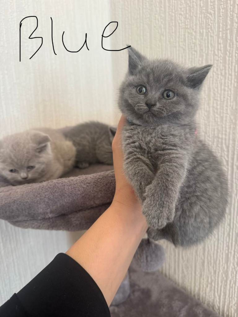 British shorthair kittens
