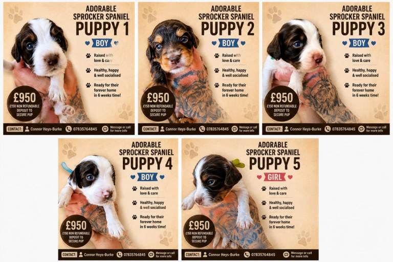 Sprocker Spaniel Puppies 