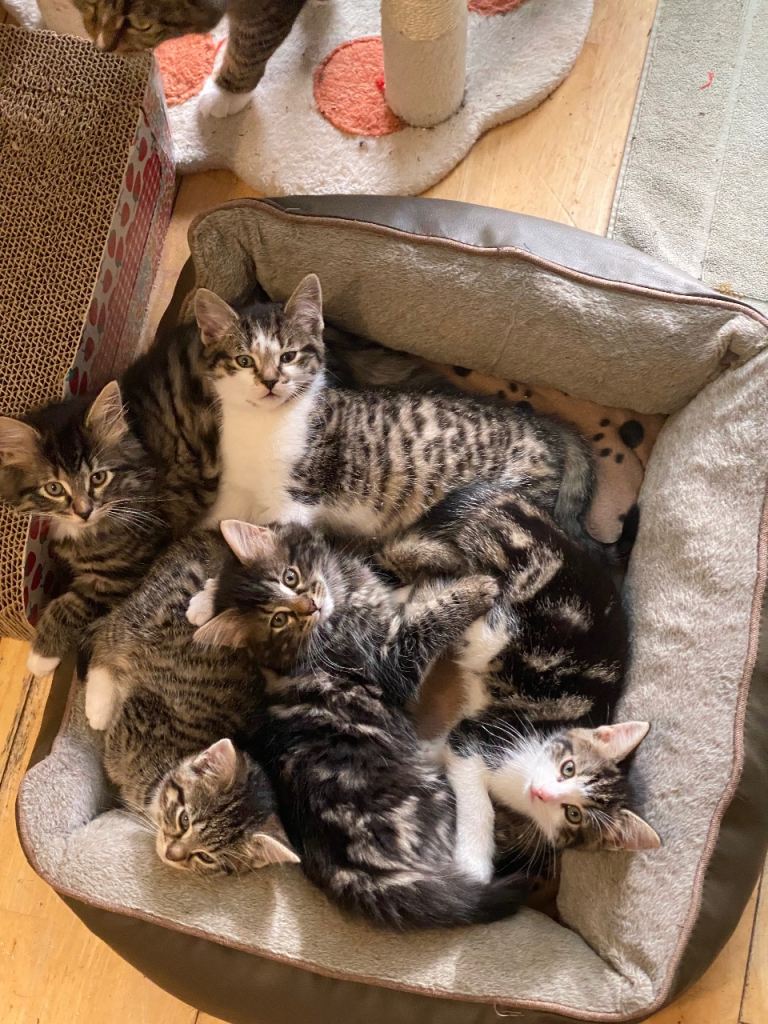 Kittens tabby mix