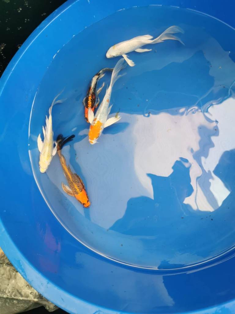 High Grade Koi Carp Hand picked