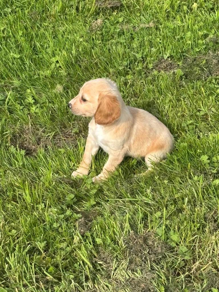 Cockapoo pups