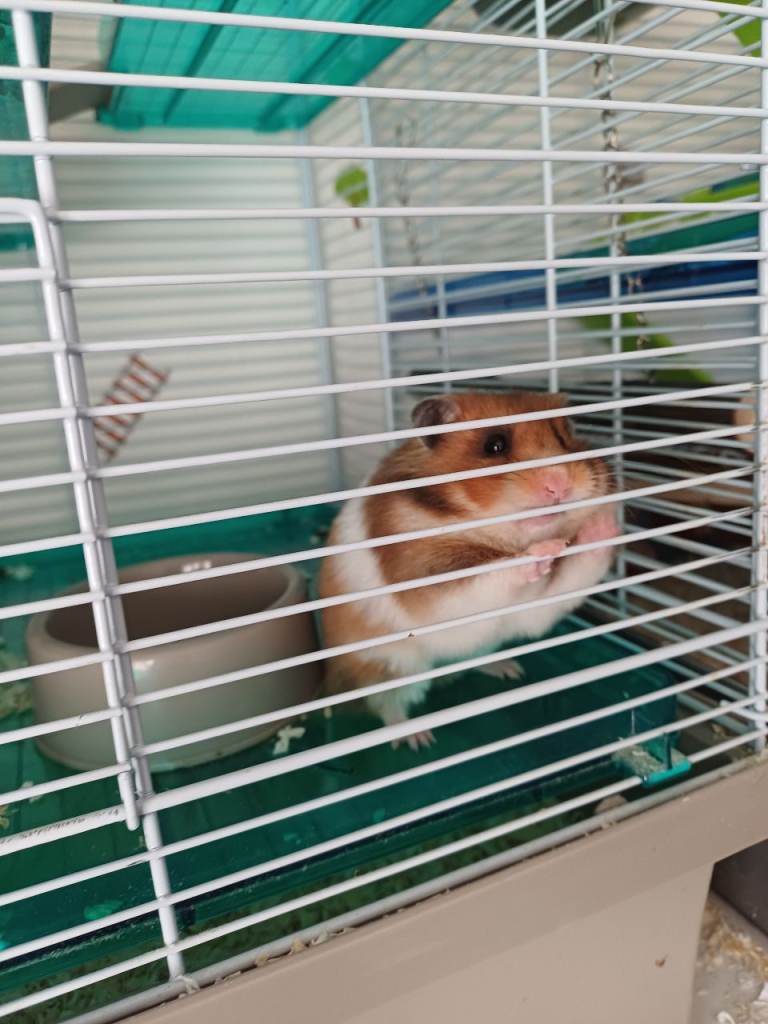 Hamster cage and everything in it