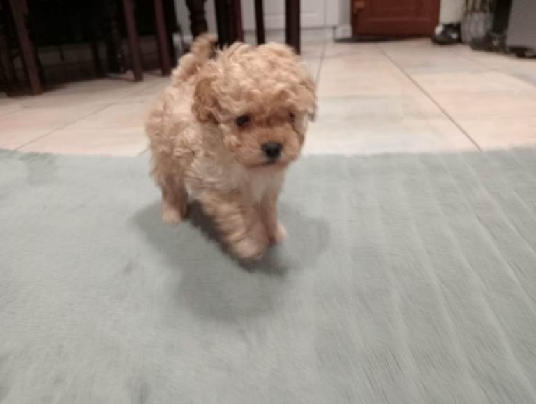Toy poodle apricot female