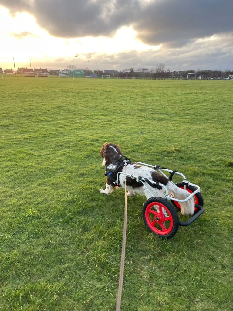 Dog wheelchair 