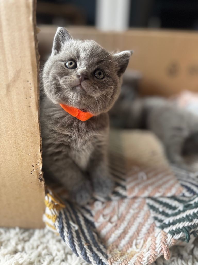 British Short Hair Kittens
