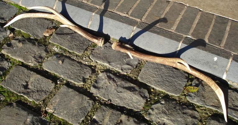 PAIR OF RED STAG ANTLERS 3 POINTS ON EACH. 25 INCHES LONG