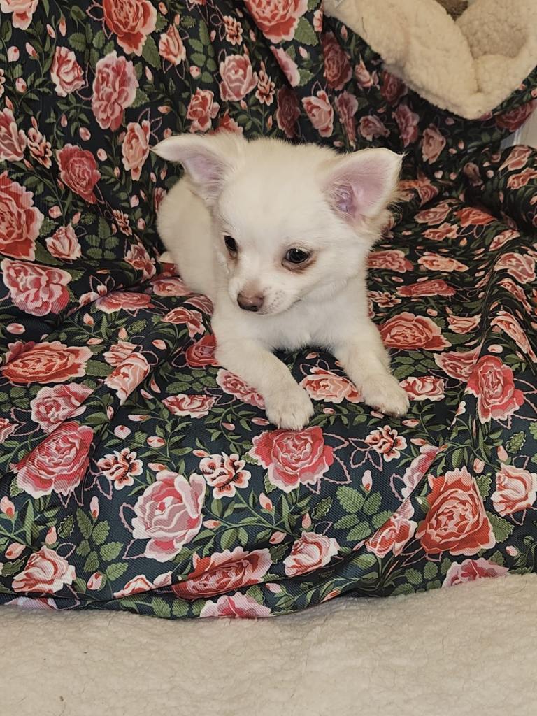 2 beautiful female chihuahuas