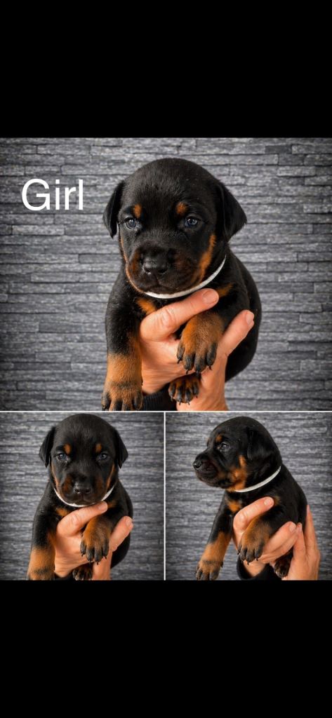 Doberman puppies