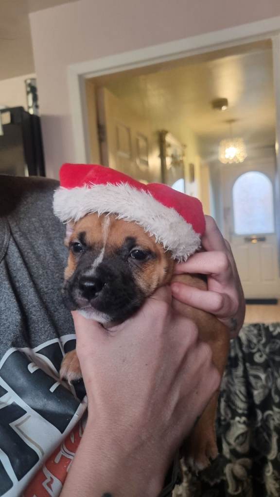 Staffies available  for new forever homes. Last girl !! 