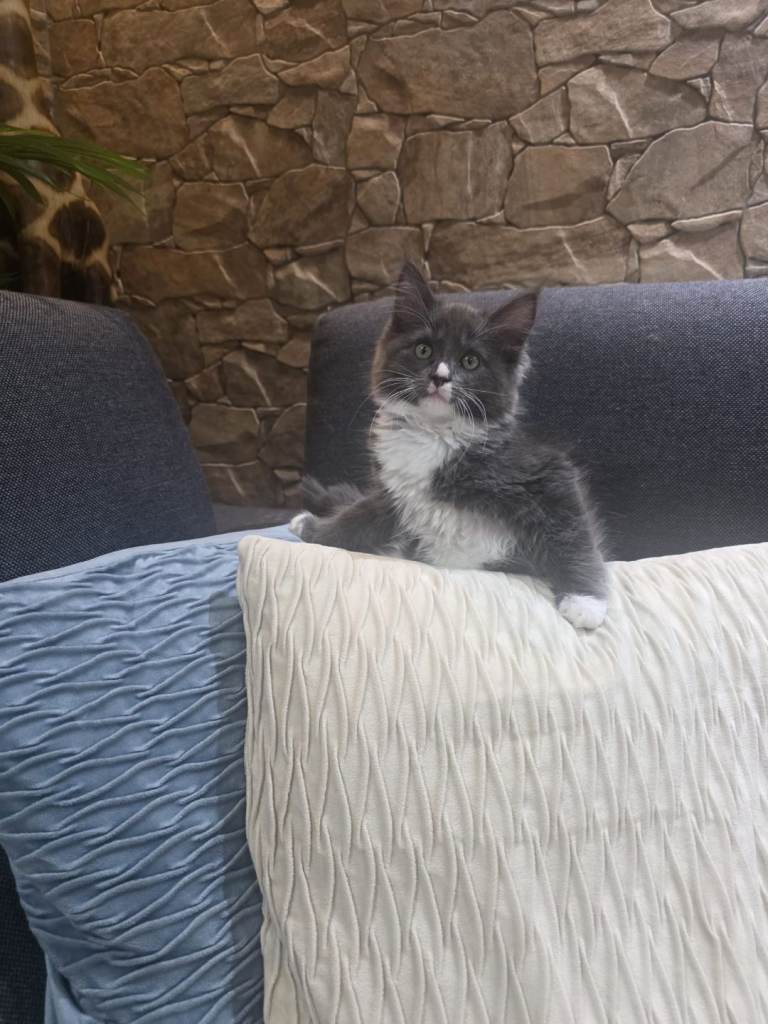 Maine Coon/Ragdoll Kittens last girl left