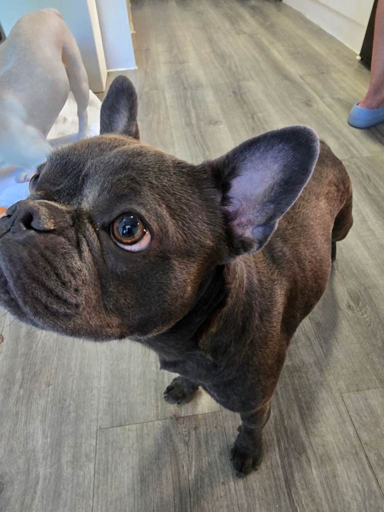 French bull dog 