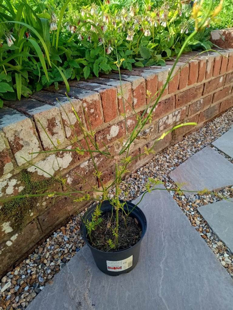COMMON JASMINE- CLIMBER