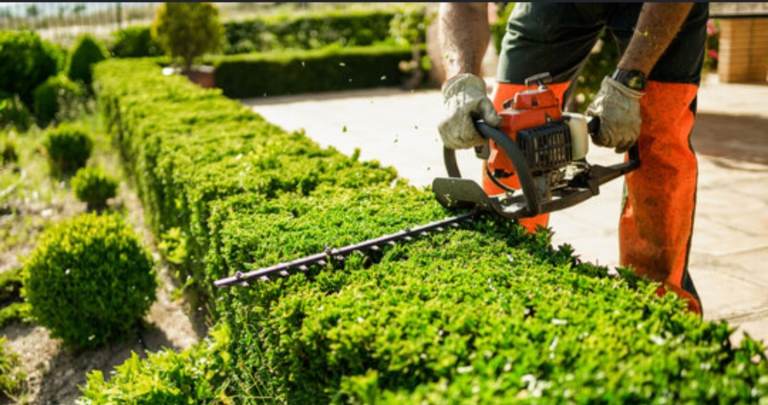 Hedge  cutting, tree cuttings,  grass cutting, garden  tidy