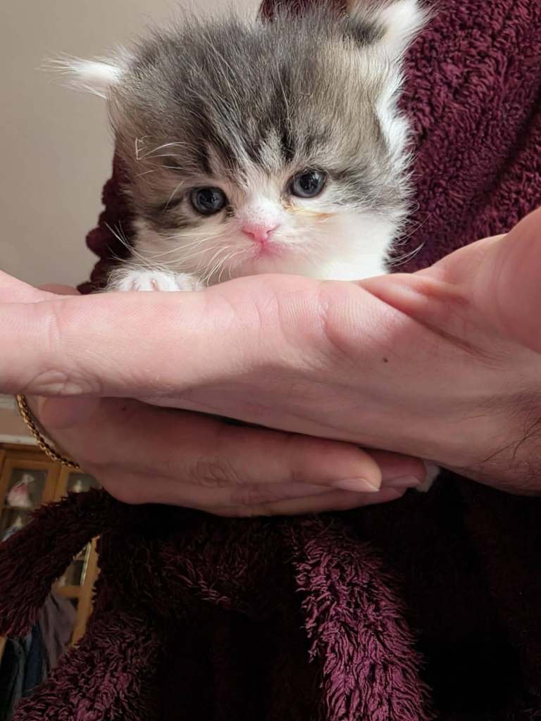 Kittens for sale