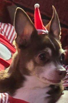 Chihuahua  boy