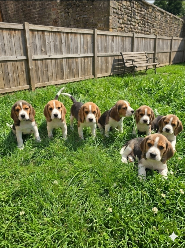 Beagle Puppies Ready for Love!!!