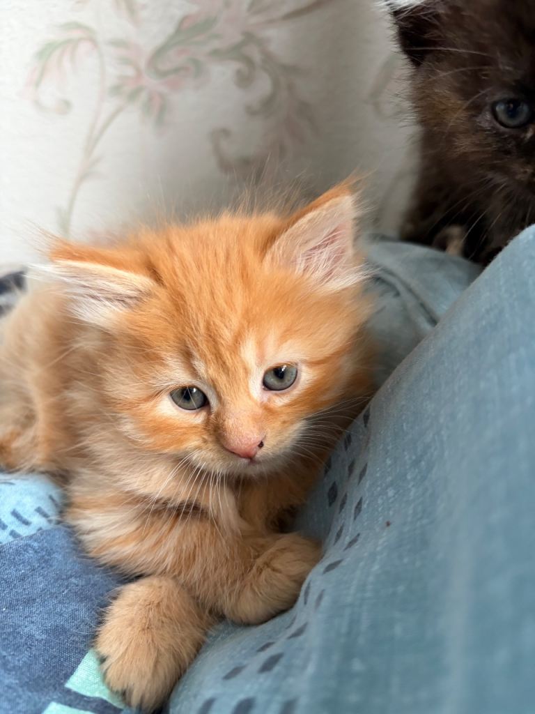 Ginger male kitten