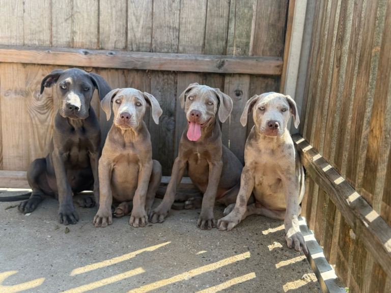 Cane corso pups ready now 