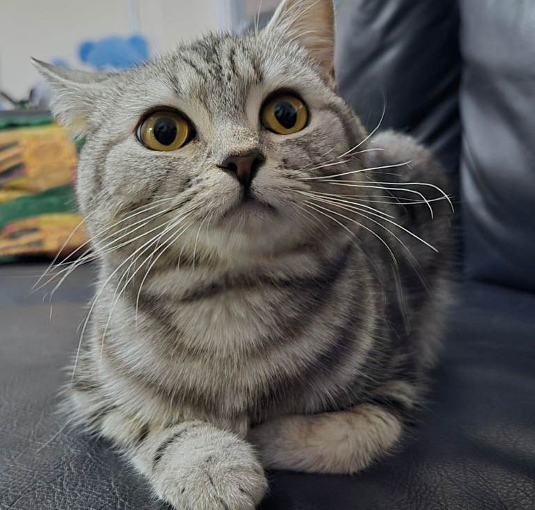 Beautiful Silver Shorthair Female Cat