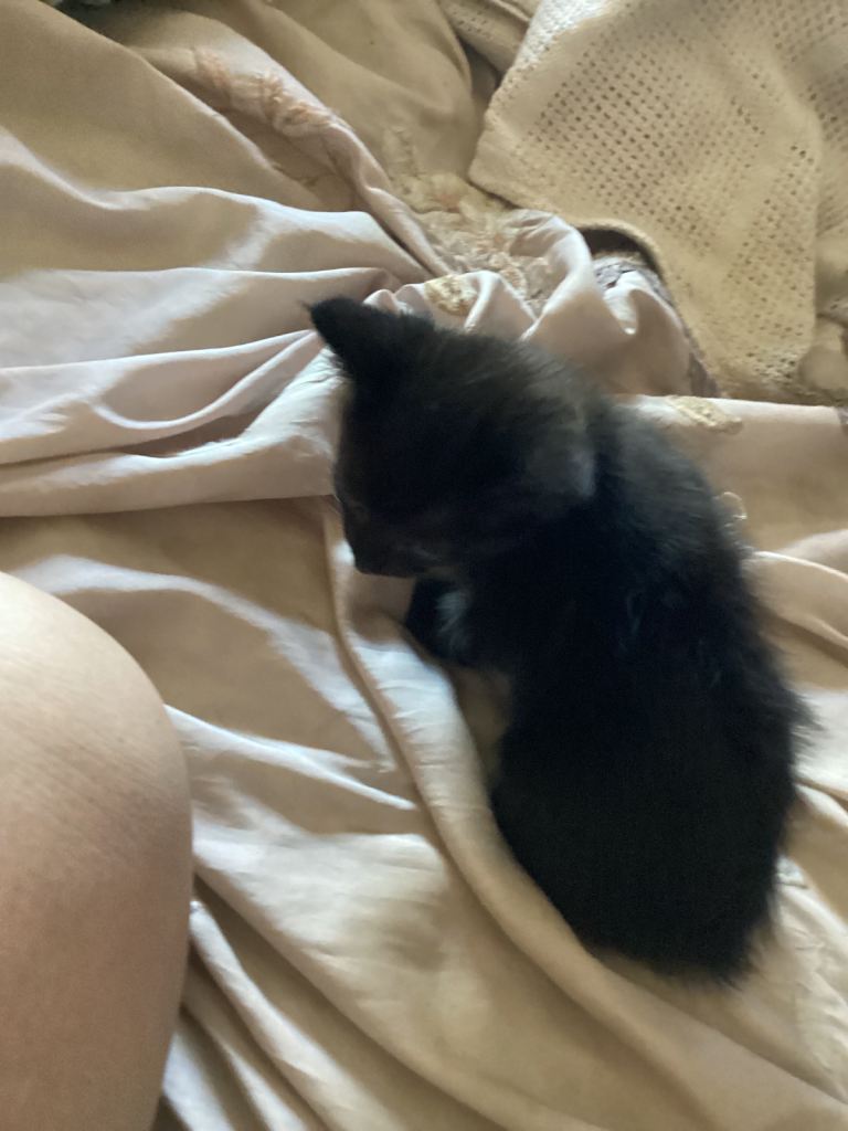 Boy kitten 