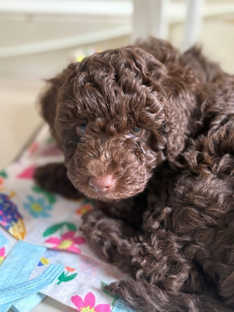 Beautiful Cockerpoo F2b Puppies