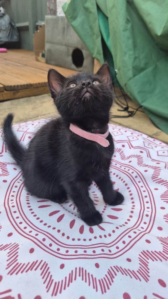 Kittens for sale 