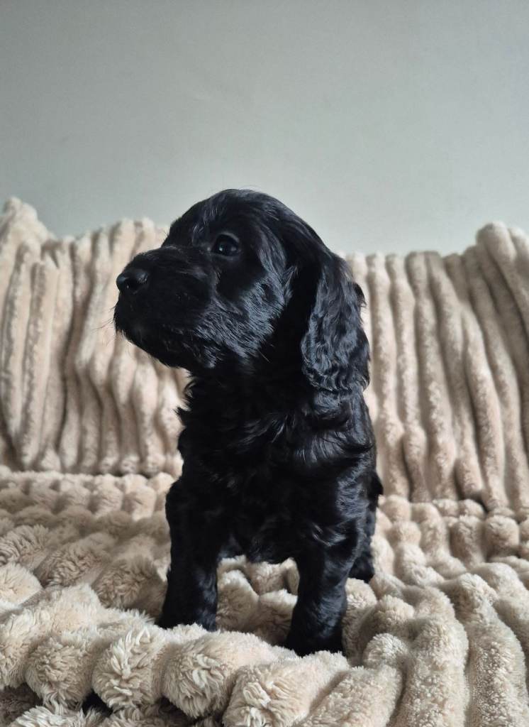 F1 Cockapoo puppies 