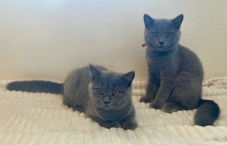 💙 Blue British Shorthair 💙