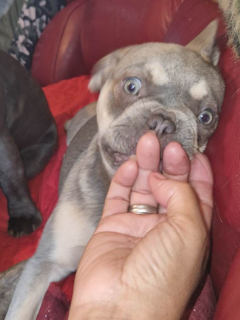 Fully french bulldogs 