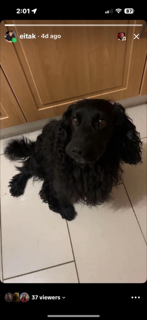 Cocker spaniel puppies