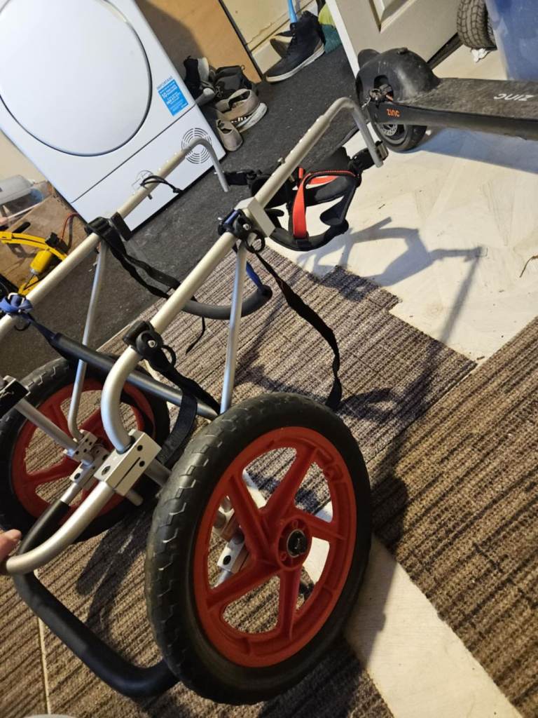 Dog wheelchair best friend mobility 