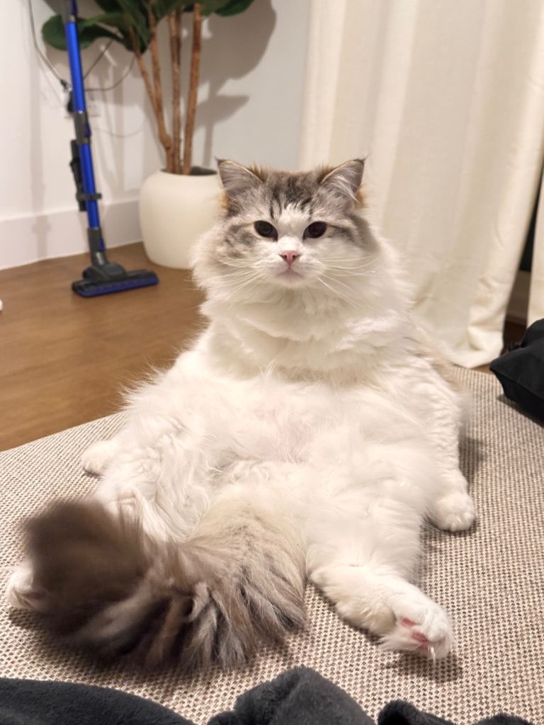 Loving Home Needed – Friendly 4 Year Old Cat 🐾