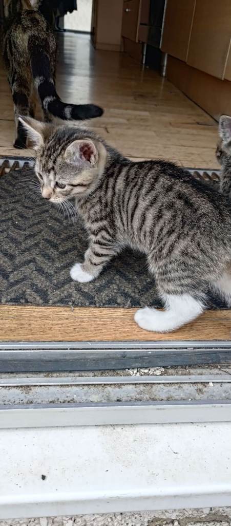 kittens for sale 7weeks