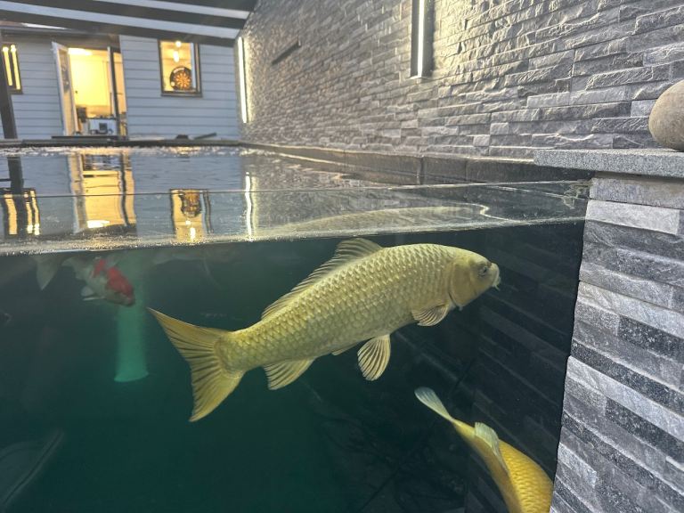 3 koi for sale 
