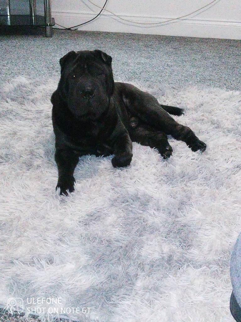 Sharpei male 