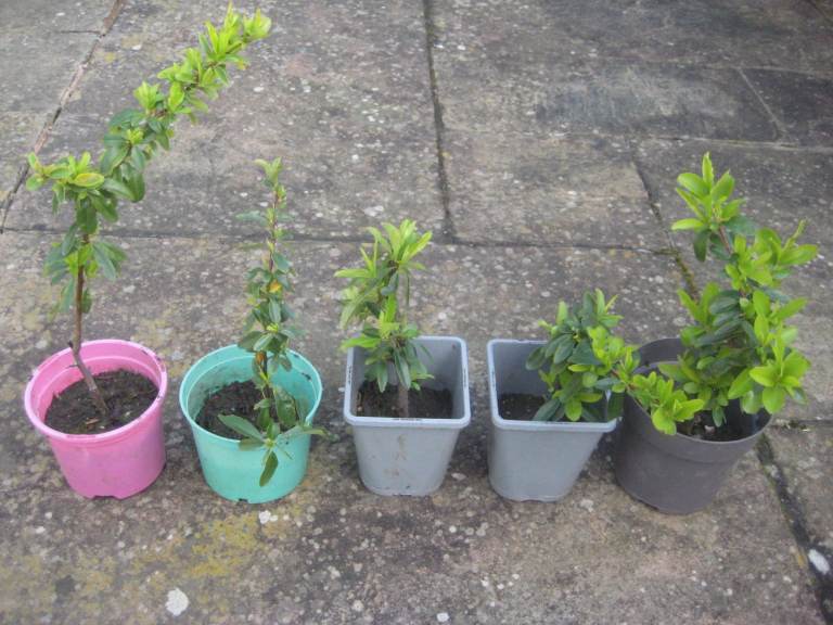 Five Young and Developing Evergreen Firethorn Plants for £5.00 Each