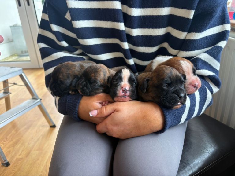 5 IKC registered Boxer pups.