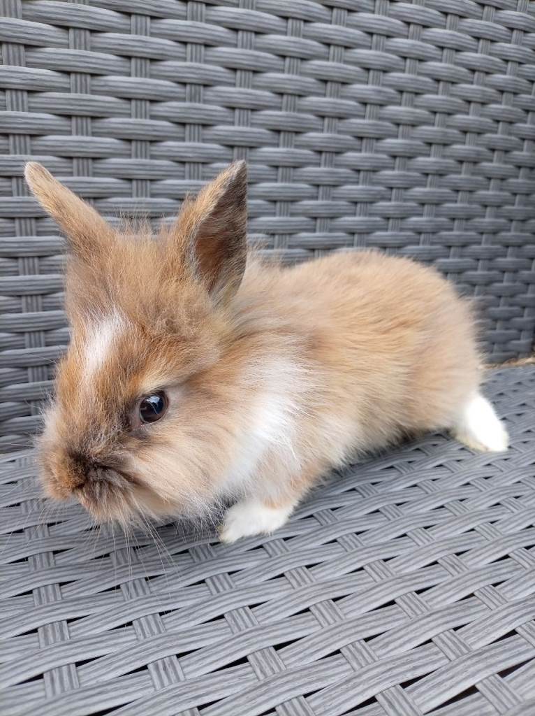  mini lop cross lionheads 