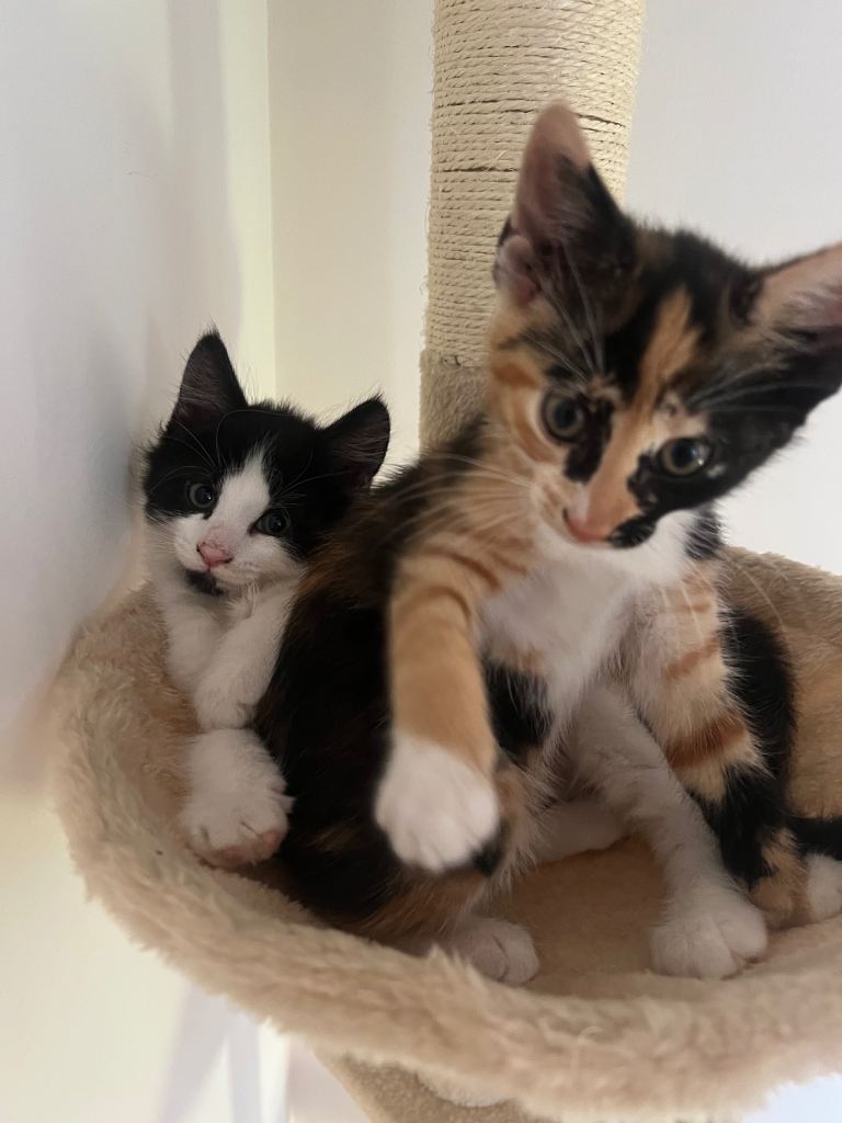 Mixed kittens ready to leave 