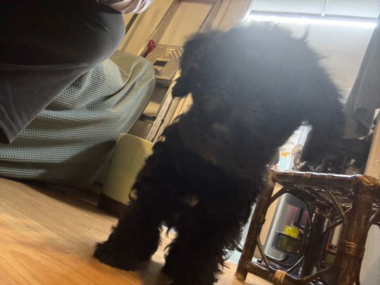 Black Snoodle pup looking for a Home READY TO GO NOW