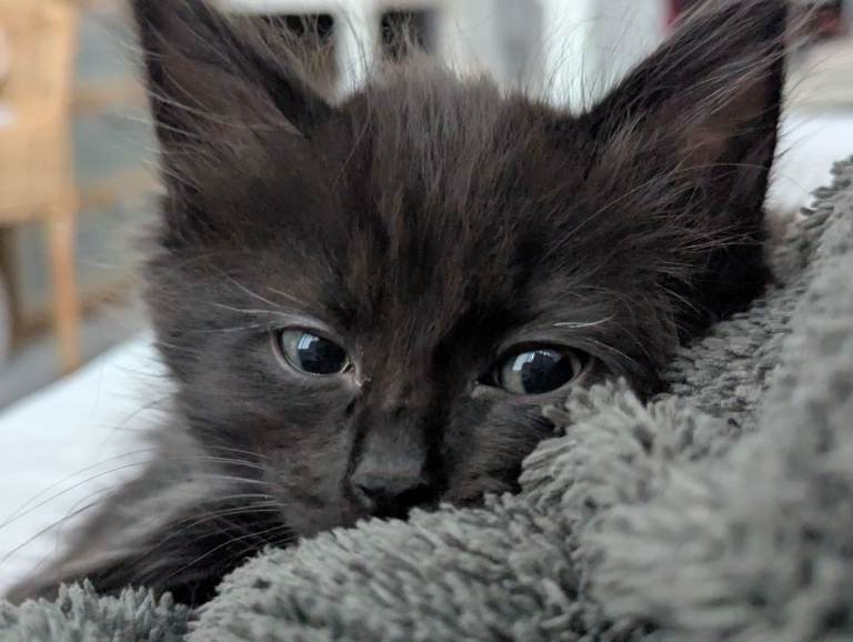 Cute Kitten who needs a Home!!!